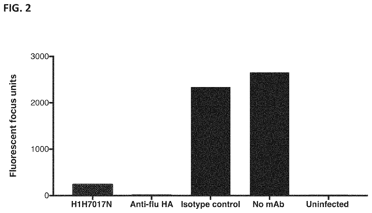 Anti-TMPRSS2 antibodies and antigen-binding fragments
