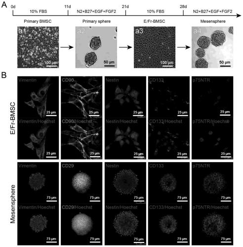 Schwann's progenitor cells derived from bone marrow neural crest cells and their application in promoting nerve regeneration