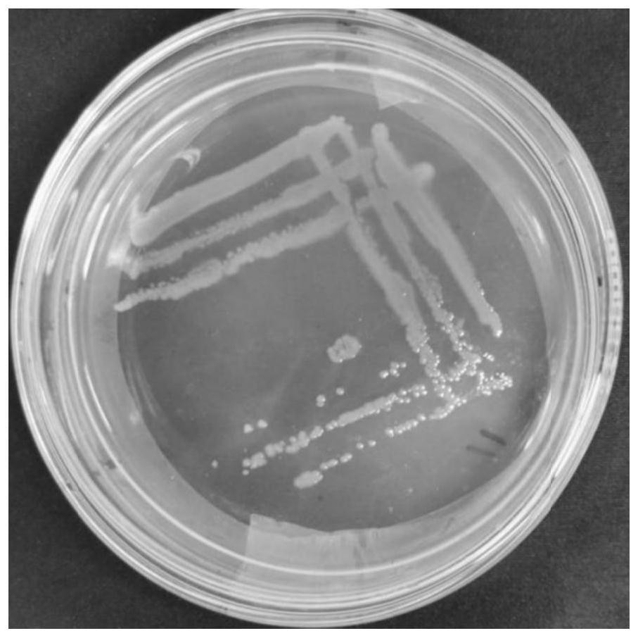 Delftia sp. NLG11 for degrading tobacco nicotine and application of Delftia sp. NLG11