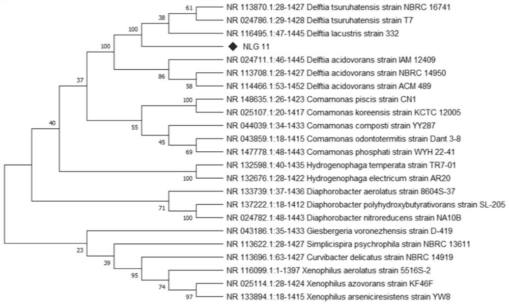 Delftia sp. NLG11 for degrading tobacco nicotine and application of Delftia sp. NLG11