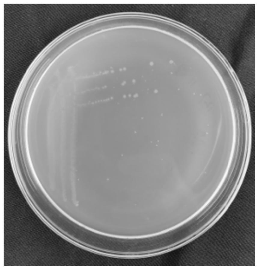 Delftia sp. NLG11 for degrading tobacco nicotine and application of Delftia sp. NLG11