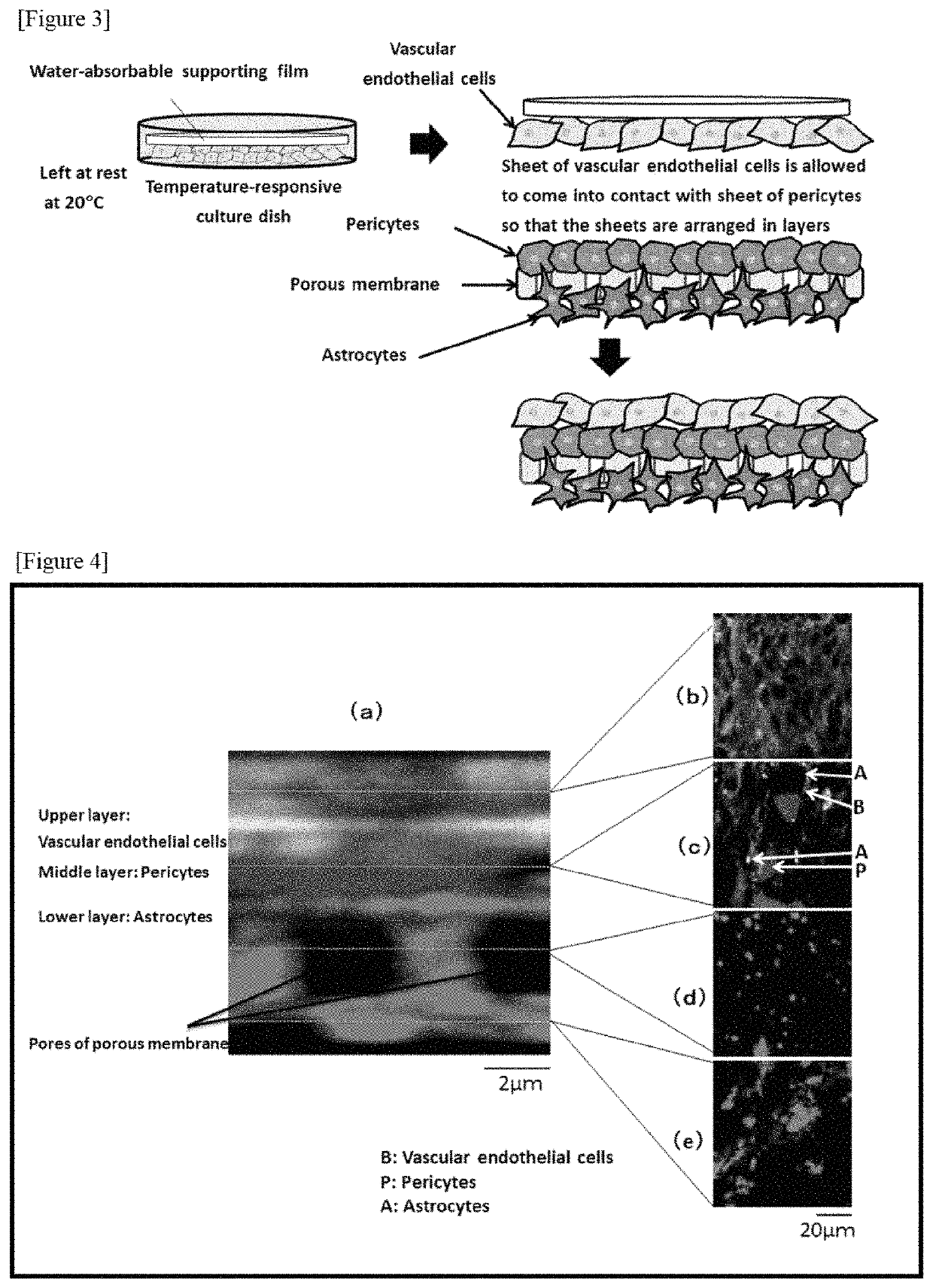 In vitro model for blood-brain barrier and method for producing in vitro model for blood-brain barrier