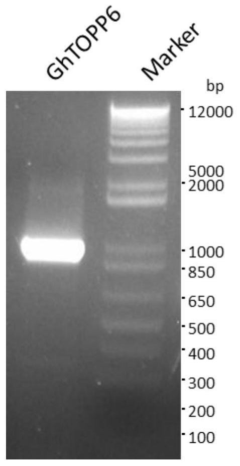 Gossypium hirsutum serine/threonine protein phosphatase GhTOPP6 as well as coding gene and application thereof