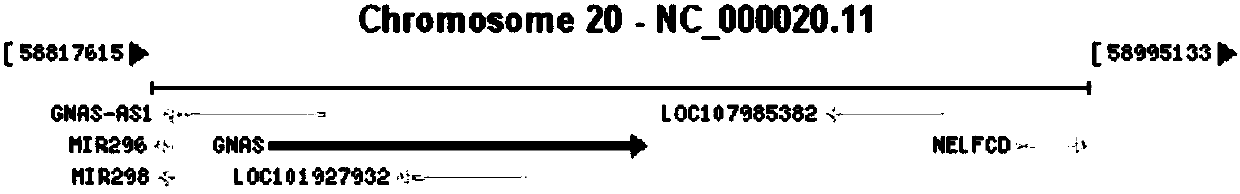 Primers and method for detecting mutation of GNAS genetic locus