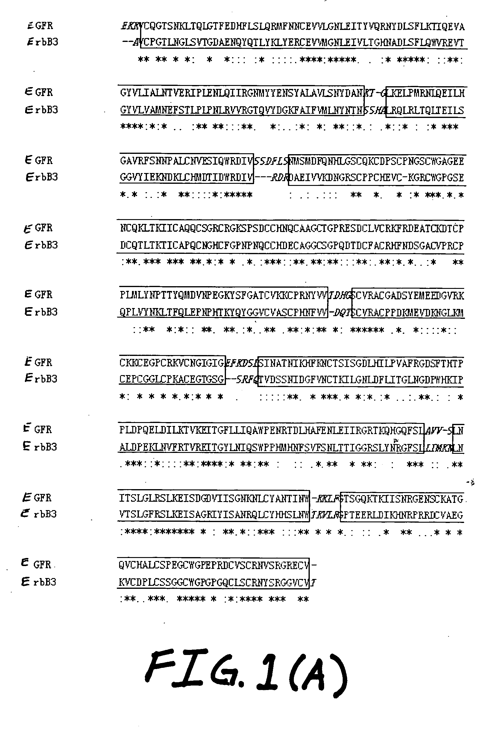 Neuregulin variants and methods of screening and using thereof