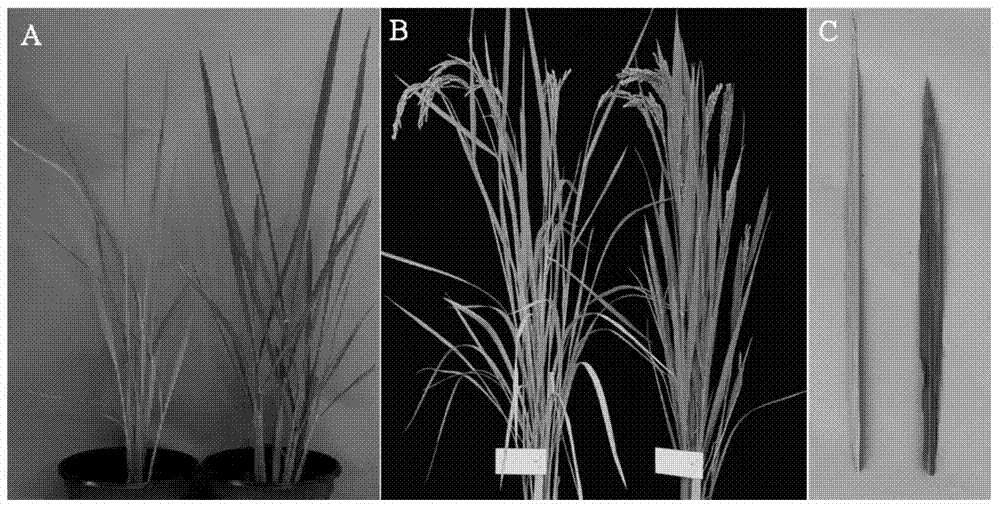 Rice yellow-green leaf related protein as well as encoding gene and application of rice yellow-green leaf related protein