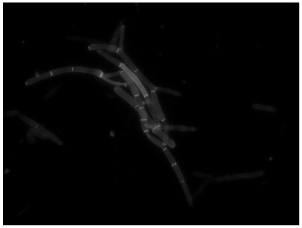 Application of n-acetylglucosamine in promoting the development of blastospores of Cordyceps sinensis and the formation of mycelium