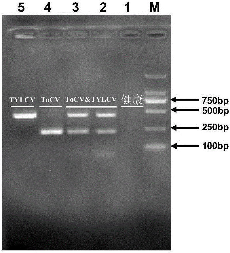 Duplex PCR (polymerase chain reaction) primer and method for identifying tomato chlorosis viruses and tomato yellow leaf curl viruses