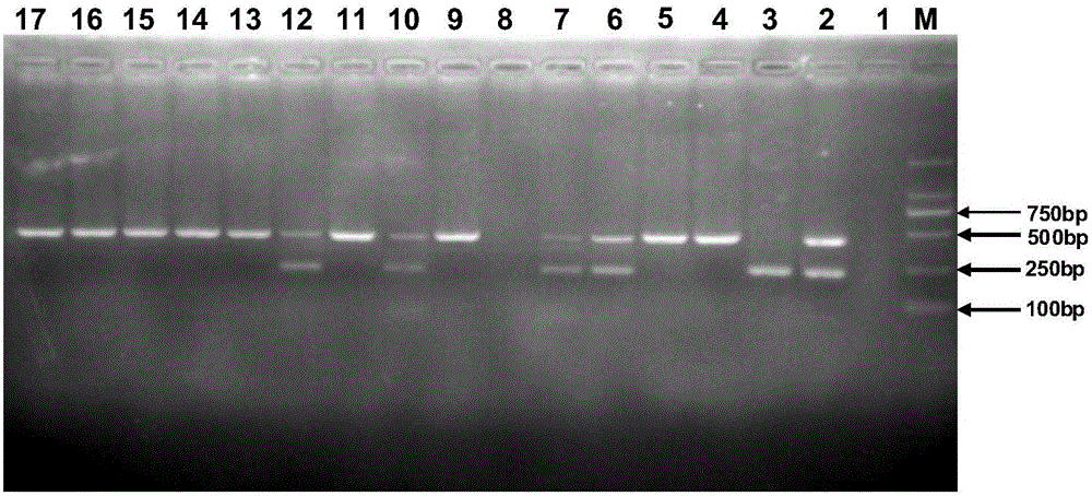 Duplex PCR (polymerase chain reaction) primer and method for identifying tomato chlorosis viruses and tomato yellow leaf curl viruses