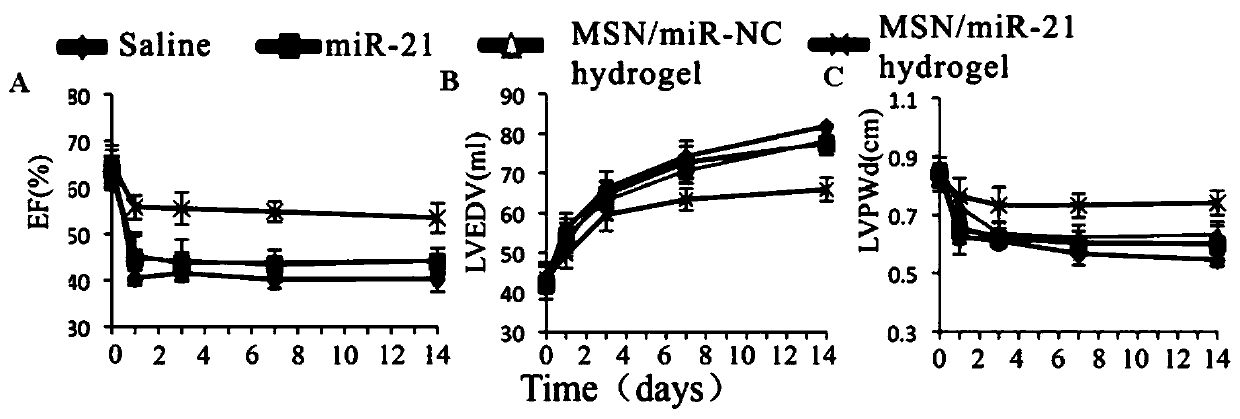 Application of MSN/miRNA hydrogel in preparing medicine for treating myocardial infarction