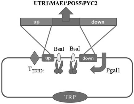 Recombinant saccharomyces cerevisiae strain and fermentation method thereof