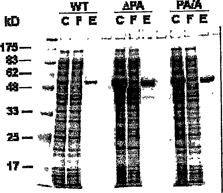 Modificatory DNA incision enzyme and its application method