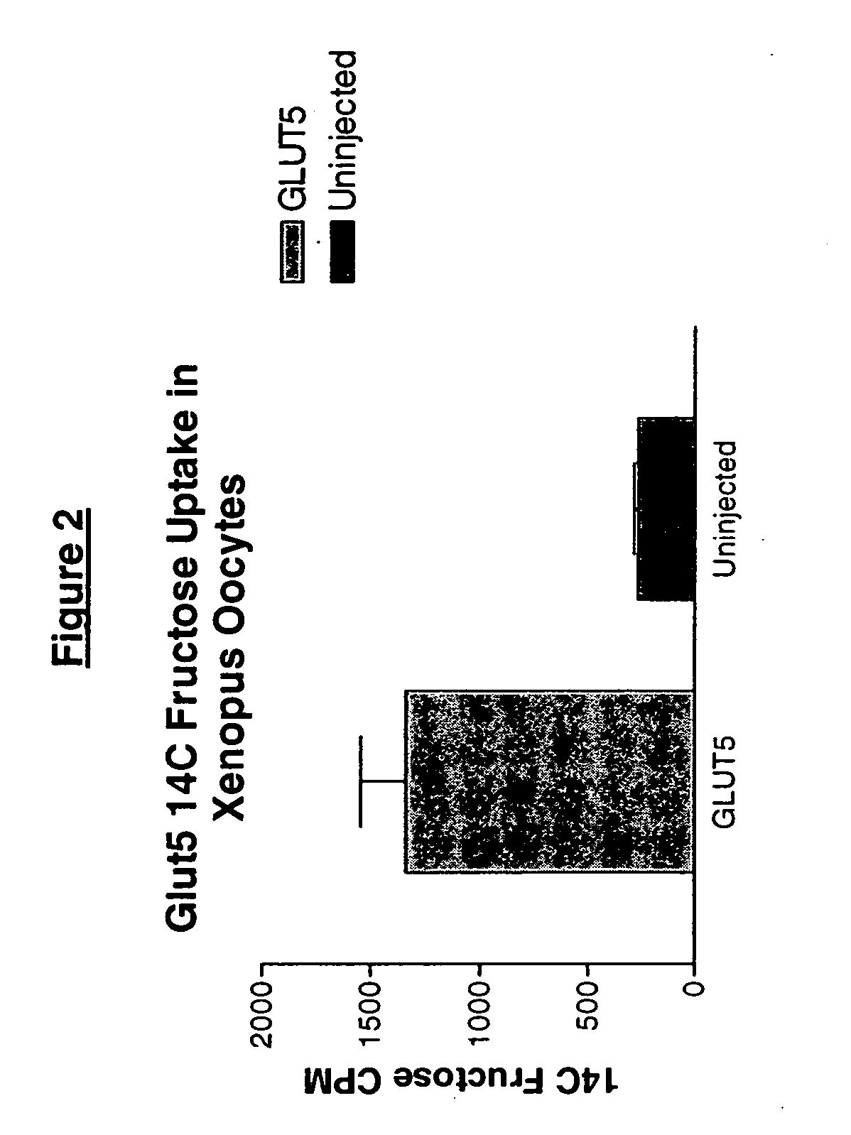 GLUT5 transporters expressed in cancer cells