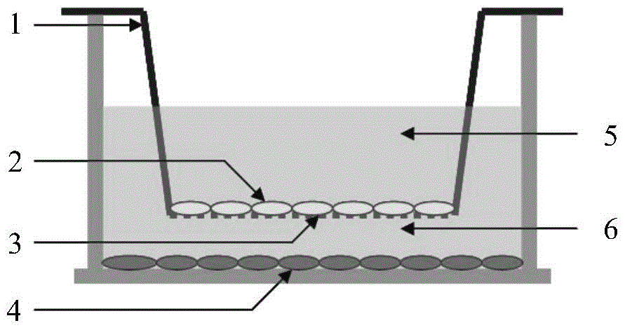 A culture method for improving oxidative metabolism of chicken skeletal muscle cells