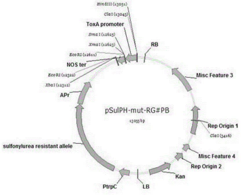 VdUDG gene and application thereof in reducing pathogenicity of verticillium dahliae