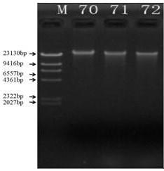 High-quality DNA extraction method of idesia polycarpa