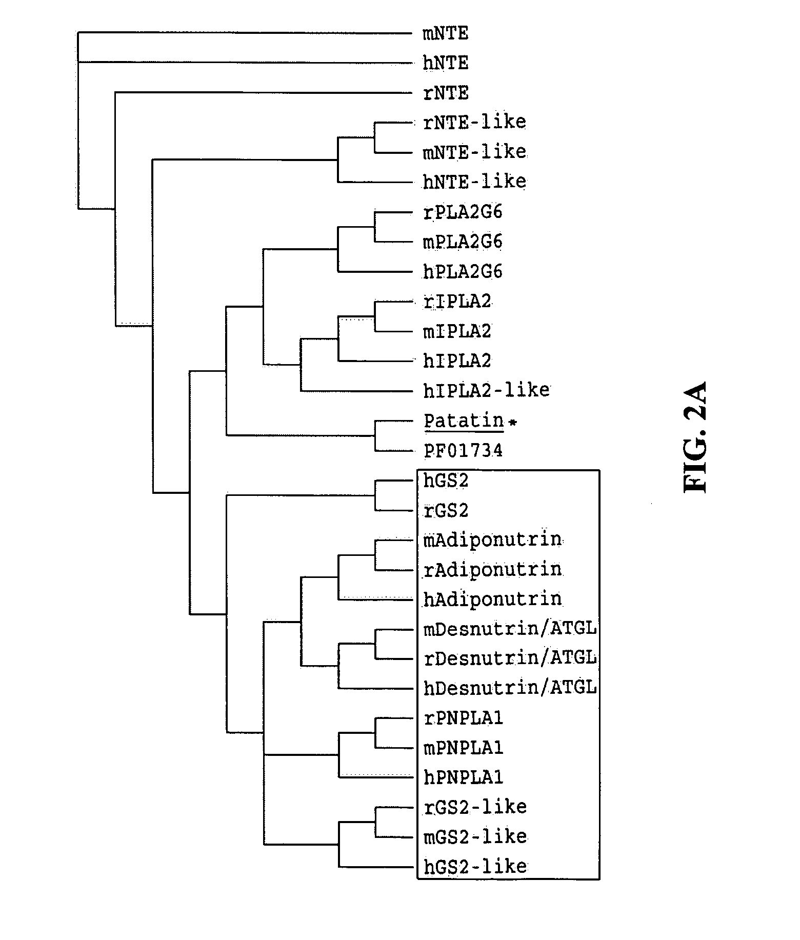 Identification of adiponutrin-related proteins as esterases and methods of use for the same