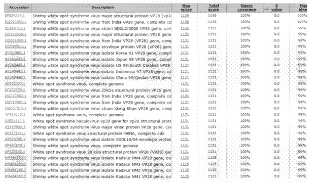 Prawn white spot syndrome virus multivalent vector vaccine and application thereof