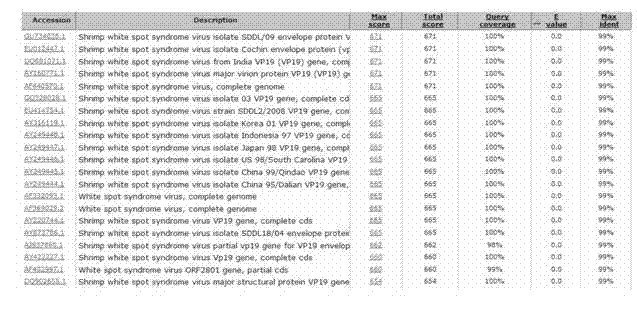 Prawn white spot syndrome virus multivalent vector vaccine and application thereof