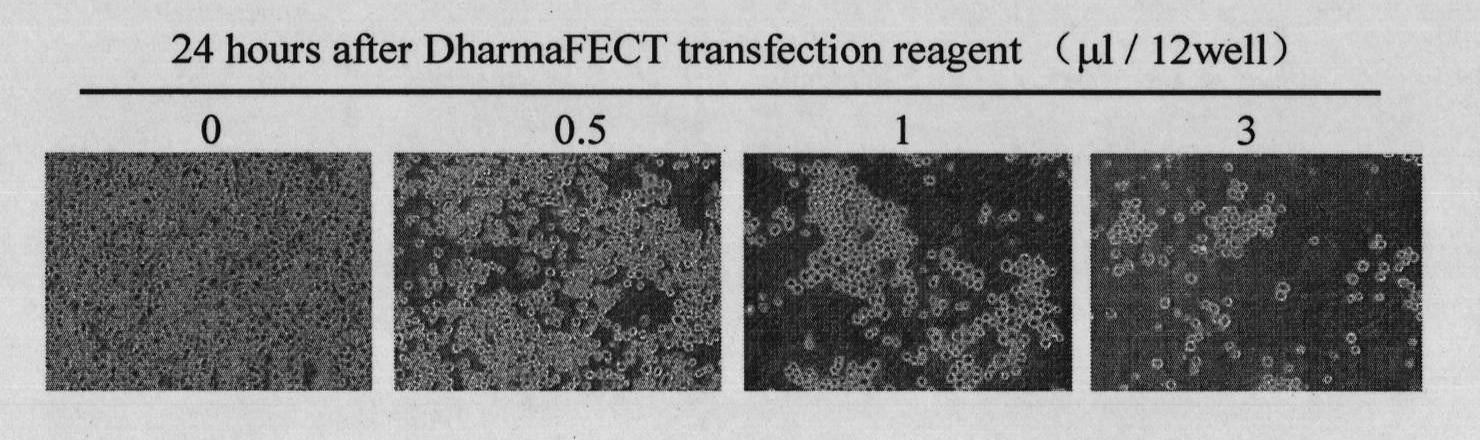 mDHCR24 interference target spot sequence and application thereof