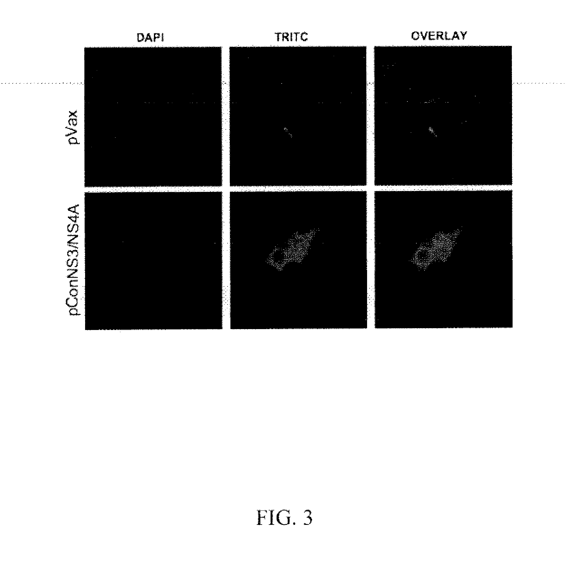 Hcv vaccines and methods for using the same