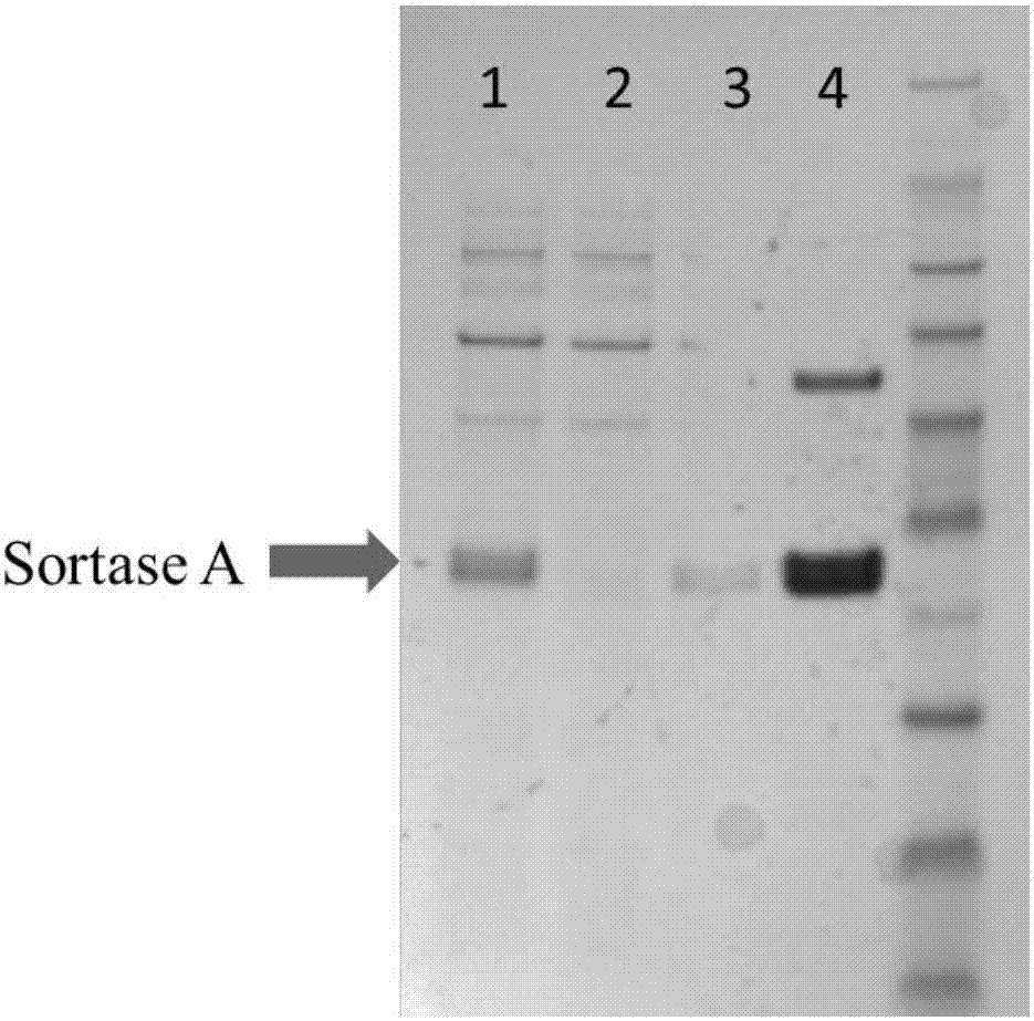 Method for modifying protein by using transpeptidase Sortase A