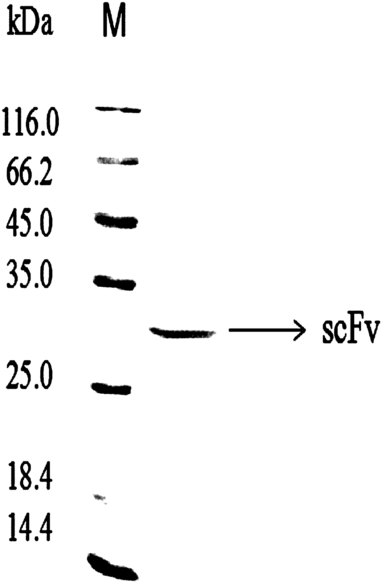 Application of scFv (single-chain fragment variable) antibody for resisting infectious bursal disease viruses to preparation for treating or preventing infectious bursal disease