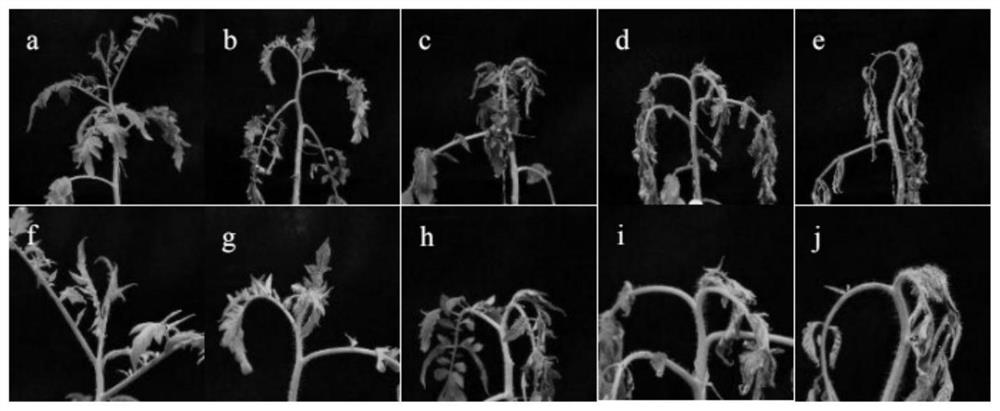 Tomato bacterial wilt resistance gene Slalpha-KGDH E2 and application thereof