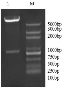 Application of pyroptosis-associated protein GSDMD (Gasdermin-D) for preparing bacterial ghost vaccine