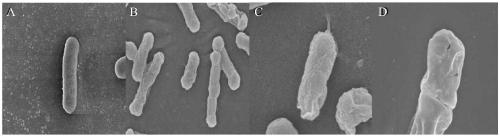 Application of pyroptosis-associated protein GSDMD (Gasdermin-D) for preparing bacterial ghost vaccine