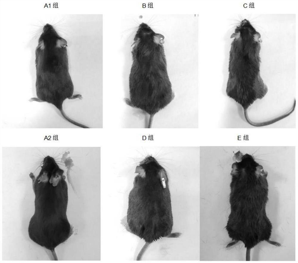 High-fat feed for efficiently constructing mouse obesity model and modeling method