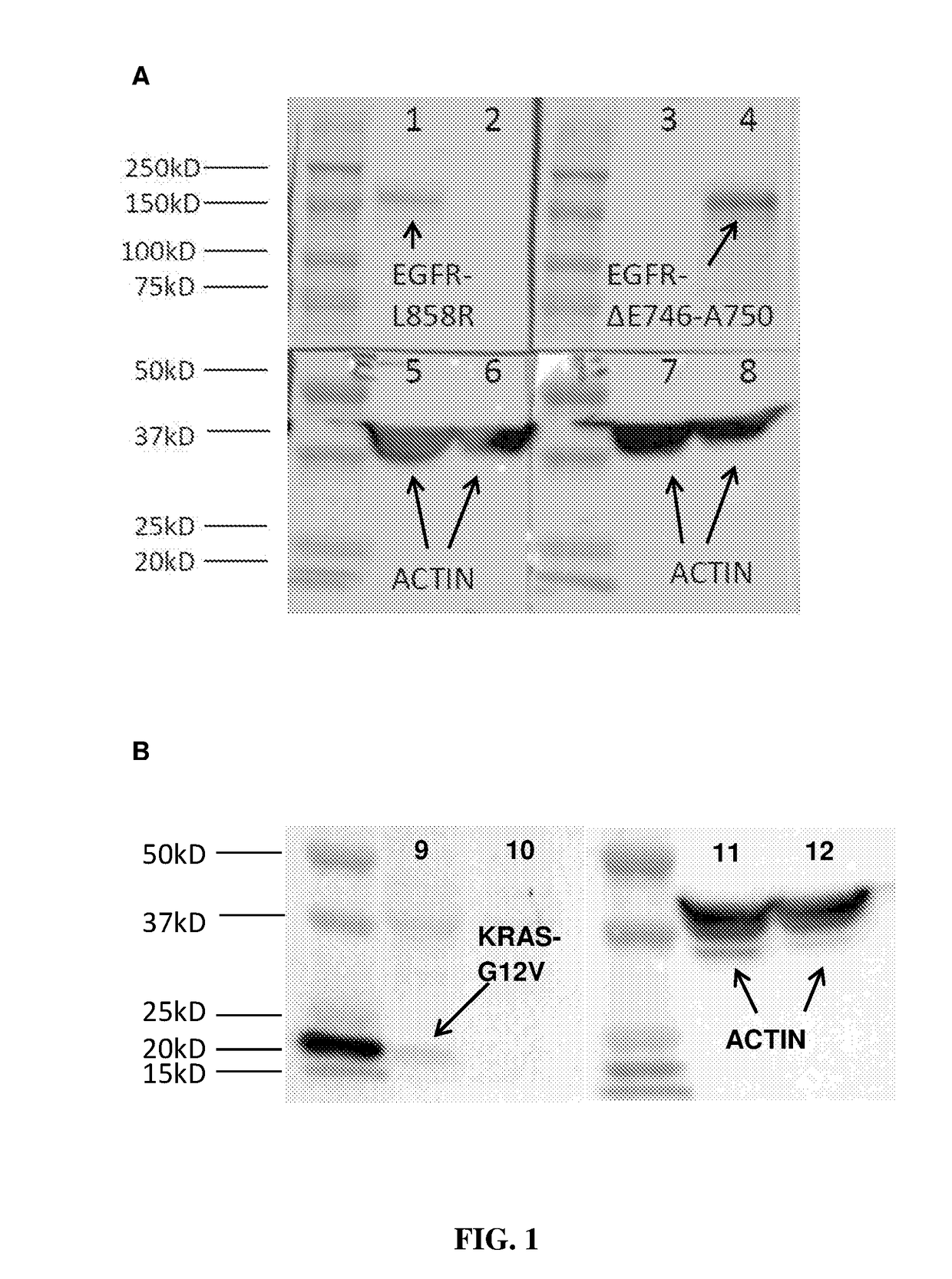 Method for detecting circulating tumor cells and uses thereof