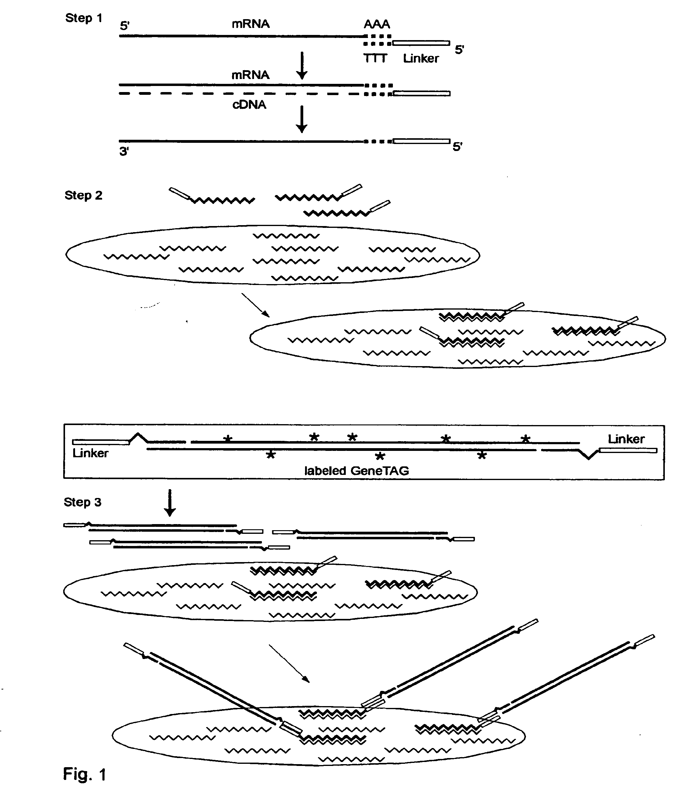 Systems and Methods to Quantify and Amplify Both Signaling and Probes for CDNA Chips and Gene Expression Microarrays