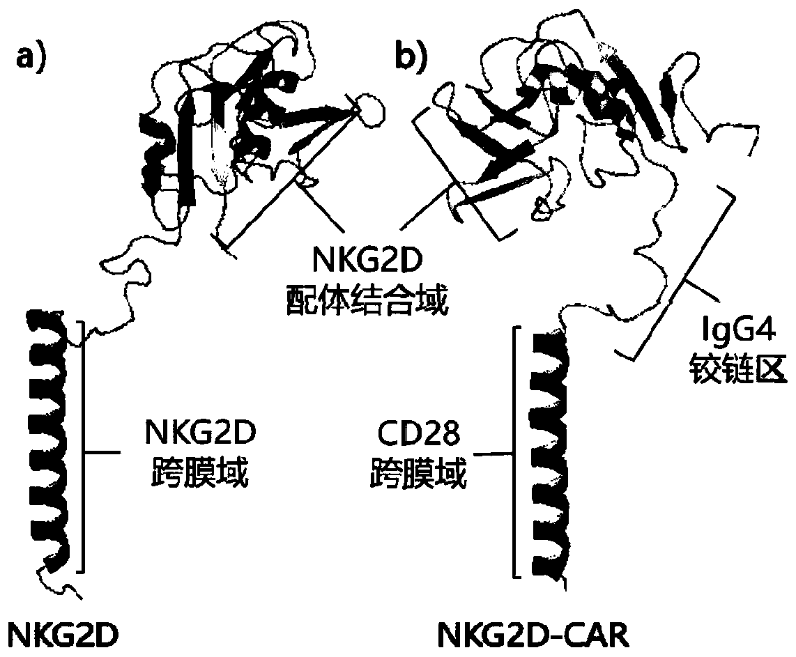 Chimeric receptor targeting human membrane-bound and soluble NKG2D ligands, nucleic acid molecule, immune effector cell and application thereof