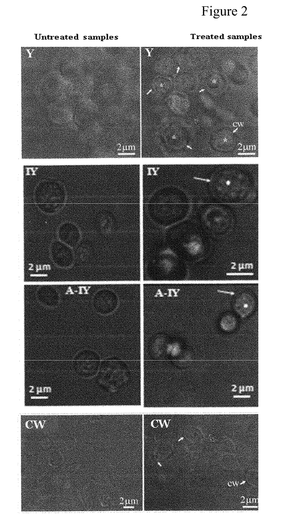 Compositions comprising yeast cells and polyphenols and their use