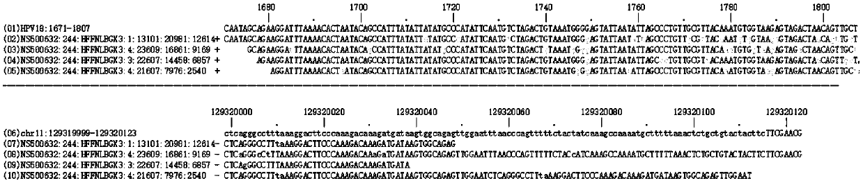 Whole set reagent and method for detecting human papilloma virus
