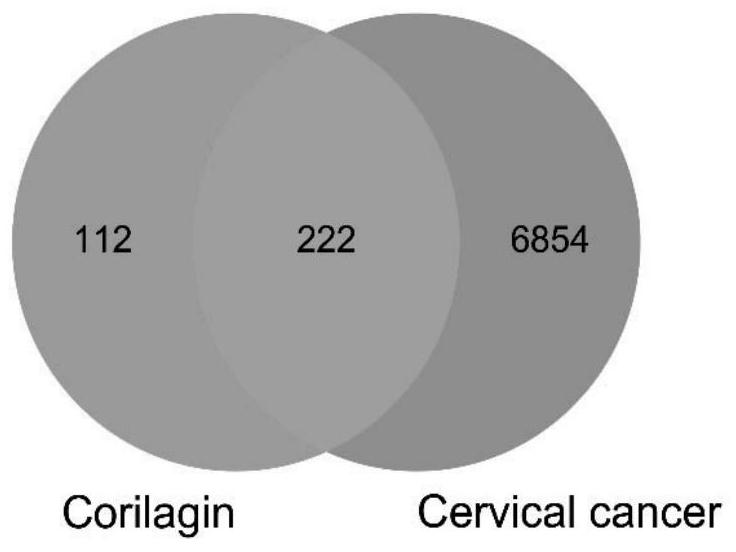 Method for analyzing anti-cervical cancer action mechanism of corilagin based on network pharmacology and molecular docking