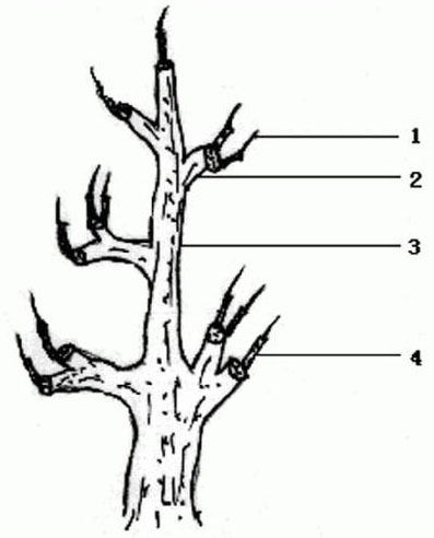 Rejuvenizing method for grafted rootstock