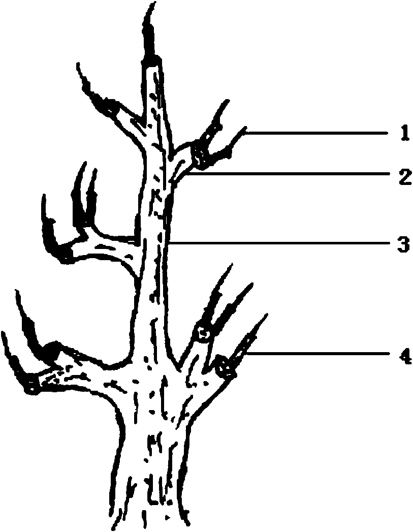 Rejuvenizing method for grafted rootstock