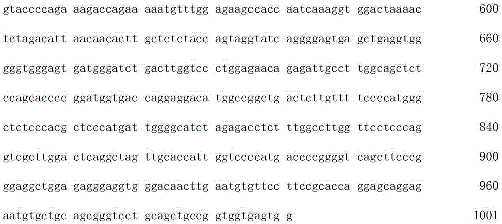 Genotyping method of human PLIN1 gene rs2289487 site polymorphism