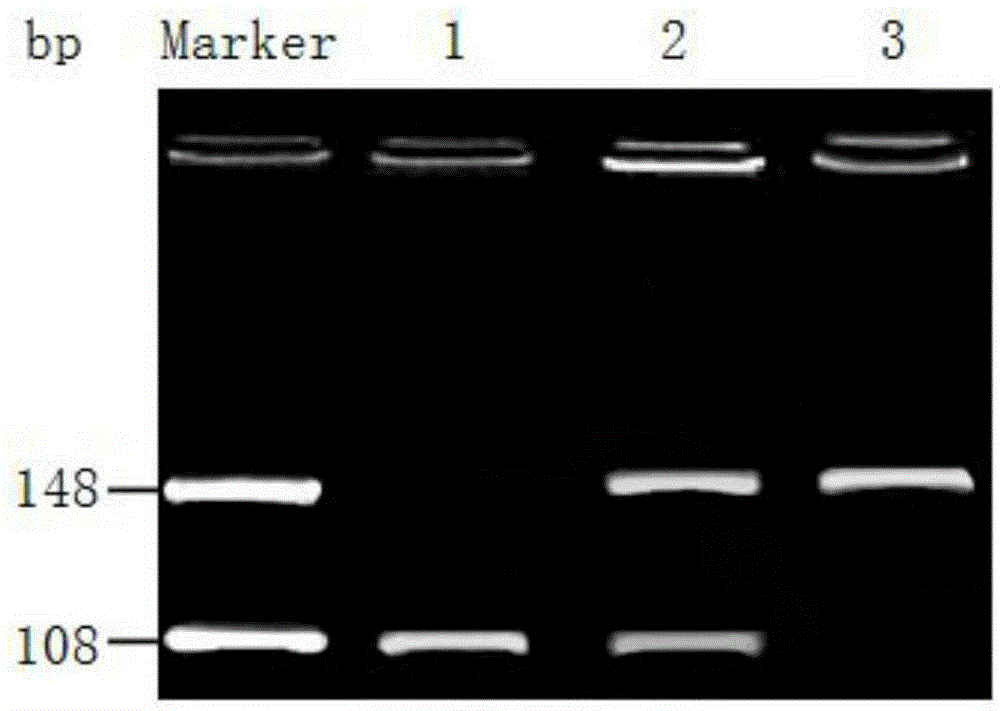 Genotyping method of human PLIN1 gene rs2289487 site polymorphism