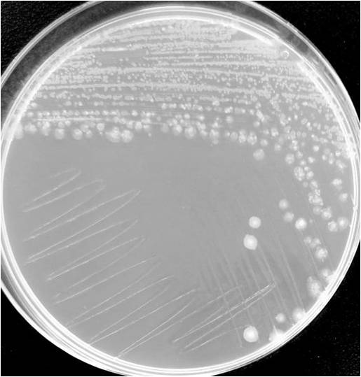 A Bacillus strain with aerobic arsenic methylation and volatilization functions and its application