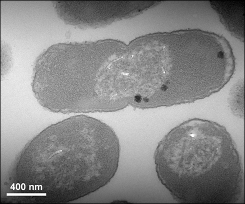 A Bacillus strain with aerobic arsenic methylation and volatilization functions and its application