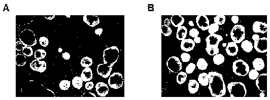 Method for inducing iPSCs or ESCs to be differentiated into brown fat cells