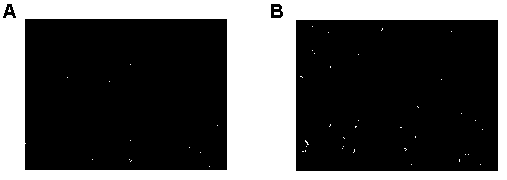 Method for inducing iPSCs or ESCs to be differentiated into brown fat cells