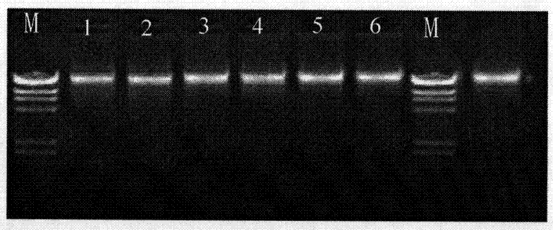 Method for extracting and purifying DNA