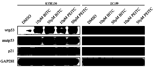 Application of isothiocyanate compound in preparing targeted drug for esophageal cancer