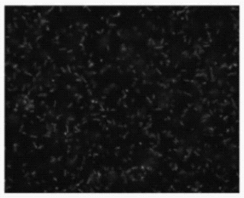 An expression device for the secretory expression of foreign proteins in Bacillus subtilis