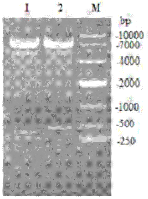 An expression device for the secretory expression of foreign proteins in Bacillus subtilis