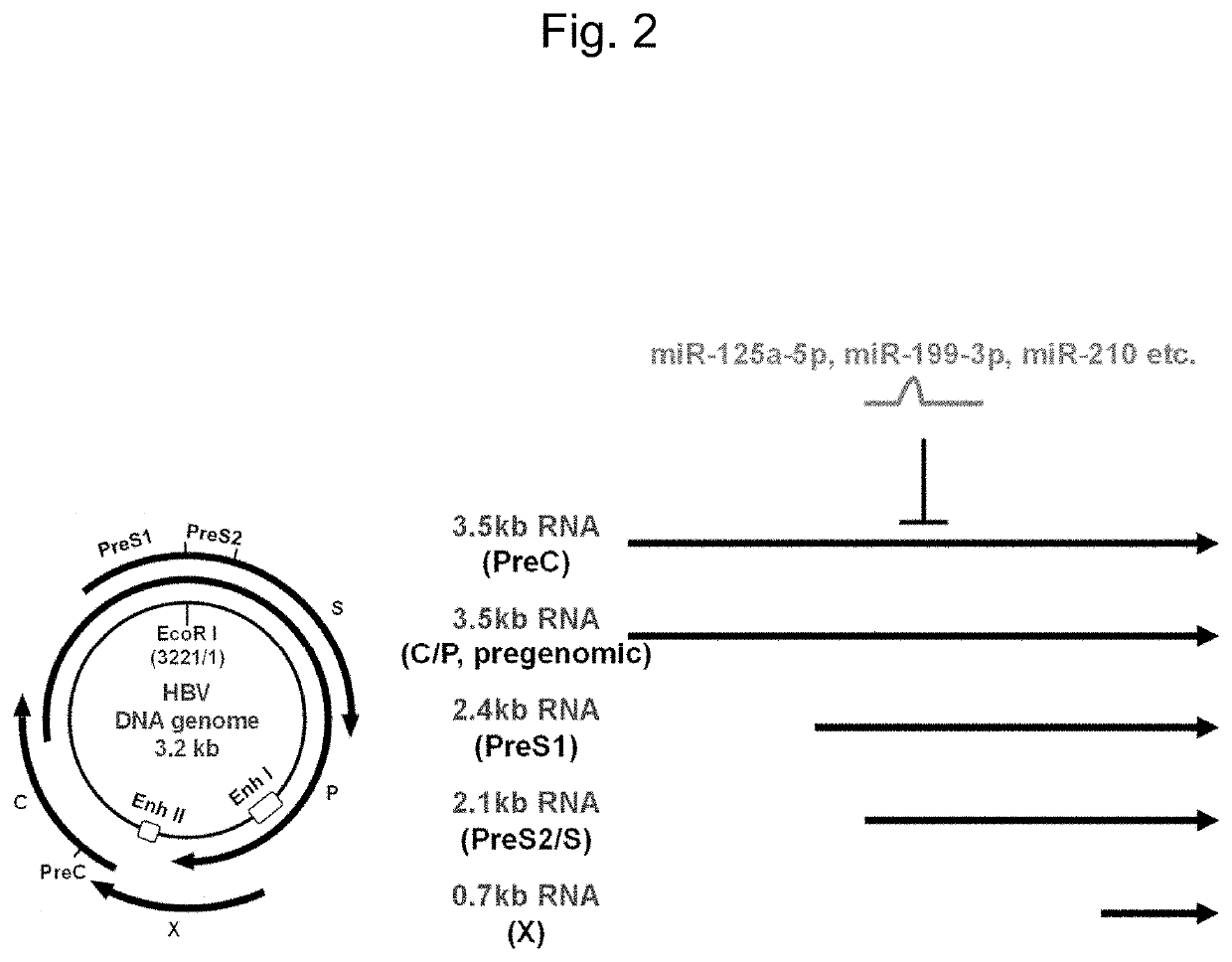 Composition for Inhibiting Replication of Hepatitis B Virus